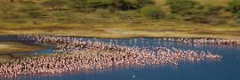 Flamingos