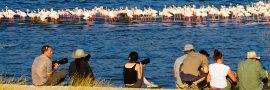 Lunch with the Flamingos