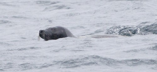 Seal!