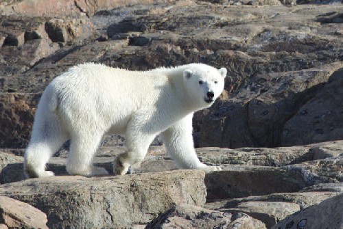 Polar Bear