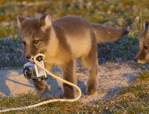 Arctic fox pup playing with the GoPro camera