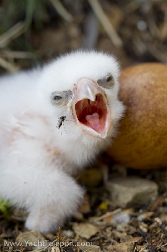 Peregrine Falcon chick