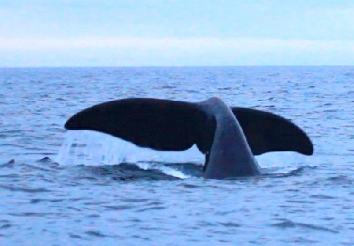 A massive Bowhead whale dives in front of us