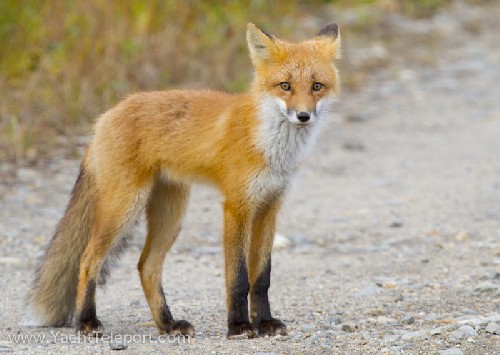 Beautifully painted red fox!