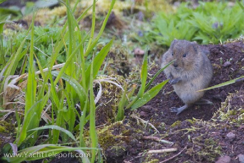 Singing Vole *only found on St Matthew Is