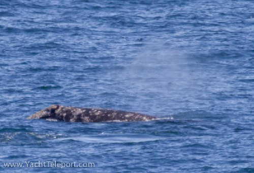 Possibly a Northern Right Whale....