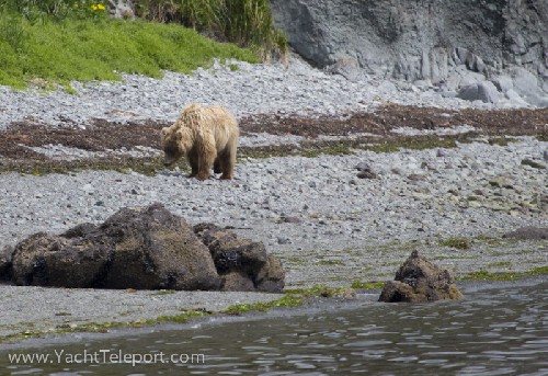 The Grizzly Bear walking towards us