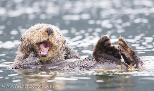 Another cute sea otter