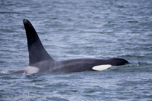 Orca on the ferry trip to Seldovia! - Click for full-size.