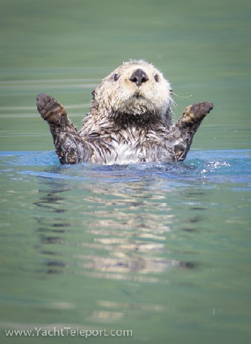 Sea Otter - Click for full-size.