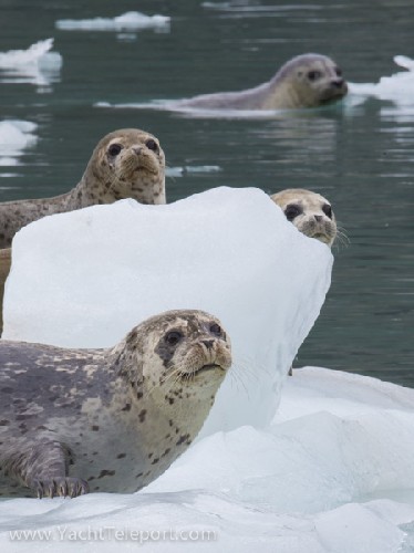 Seals on ice - Click for full-size.