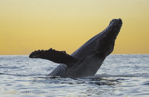 Humpback Whale Breaching at Sunset - Click for full-size.