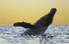 Humpback Whale Breaching at Sunset - Click for full-size.