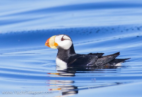 Horned Puffin - Click for full-size.