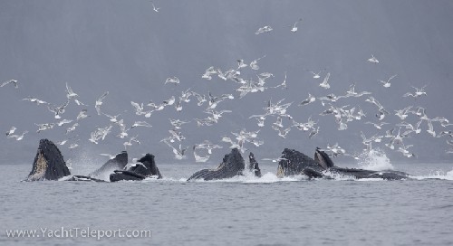 Humpback whales bubble net feeding - Click for full-size.