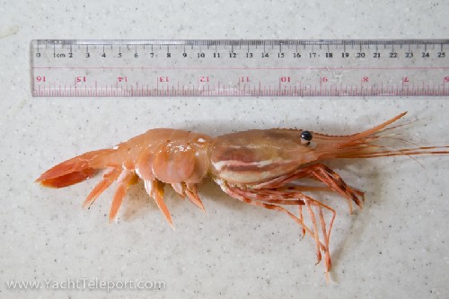 Big Prawn/shrimp - Click for full-size.