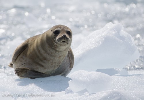Seal on ice - Click for full-size.