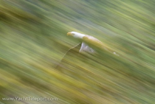 Bald Eagle flying through the trees