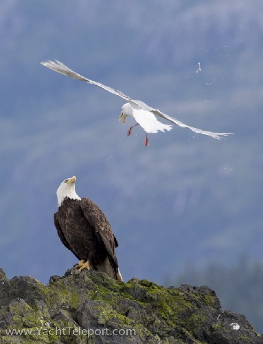 Seagull pooping onto a Bald Eagle - Click for full-size.