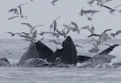 Bubble net feeding humpback whales - note the herring - Click for full-size.