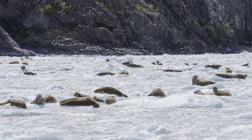 So many seals on the ice!