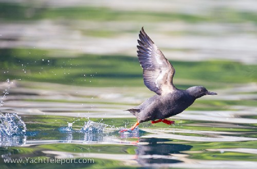 Pigeon Guillimot takes flight - Click for full-size.