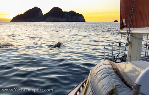dolphins at sunrise