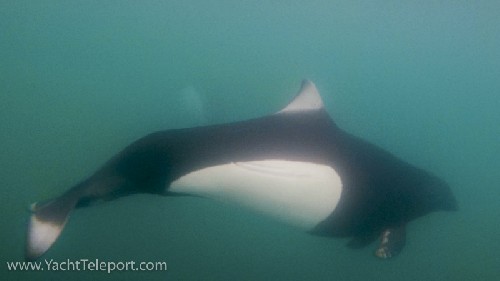 Underwater Dalls porpoise from GoPro
