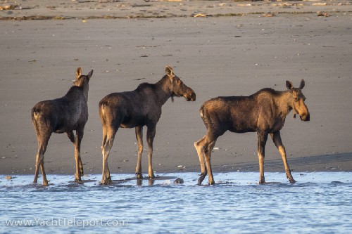 Three moose watching as we exit Icy Bay
