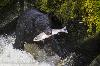 Black bear catching salmon in Anan Bay - Click for full-size.