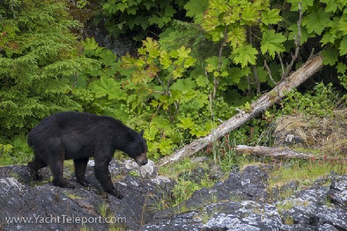 Black Bear
