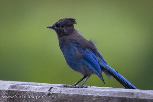 Stellers Jay