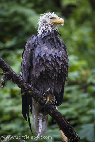 Wet bald eagle
